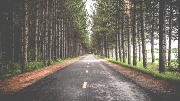 Road street forest trees